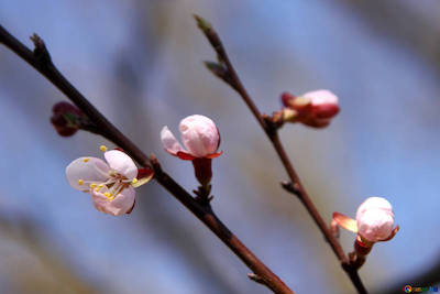 new buds signify changes in the spring
